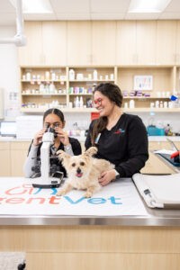 Urgent Vet Urgent Vet