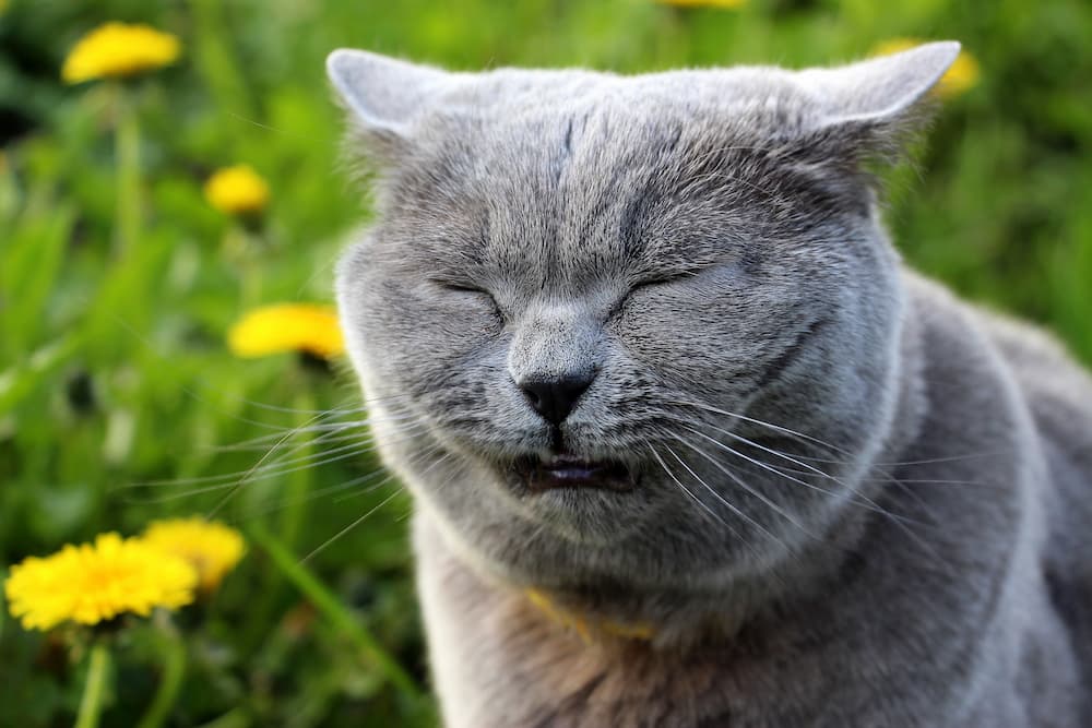 Allergies in Cats urgentvet.com (1) Allergies in Cats urgentvet.com (1)