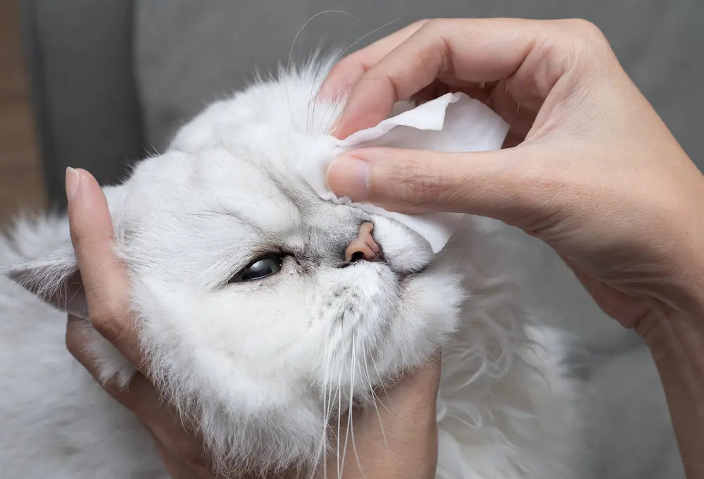Conjunctivitis in Cats eye Infection Treatment urgentvet.com Conjunctivitis in Cats eye Infection Treatment urgentvet.com