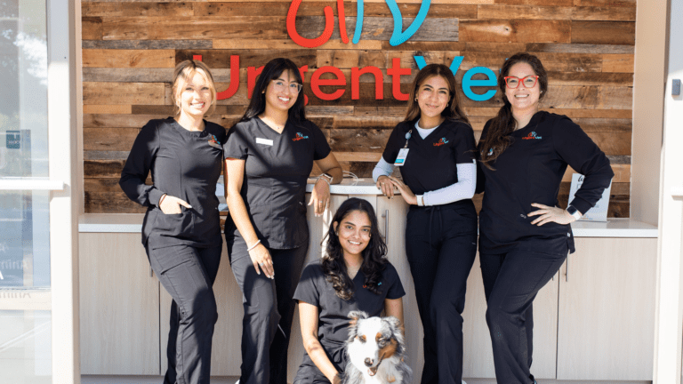 Does My Pet Need Veterinary Urgent Care or Emergency Care?
