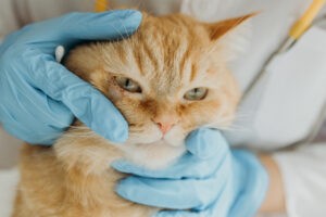 A young girl veterinarian examines the wounded eye of a cat. A young girl veterinarian examines the wounded eye of a cat.