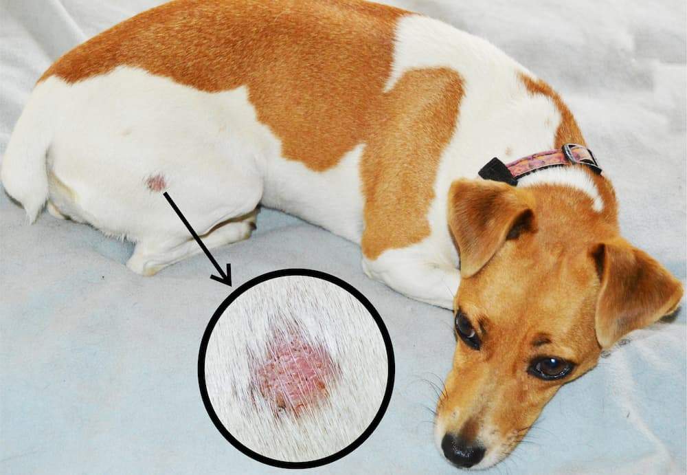 Featured image for post: Ringworm in Dogs: Signs, Symptoms, Treatment