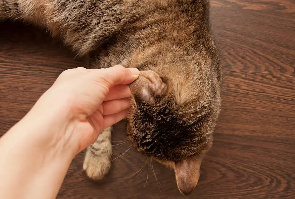 Ringworm in Cats Signs, Symptoms, Treatment urgentvet.com (1) Ringworm in Cats Signs, Symptoms, Treatment urgentvet.com (1)