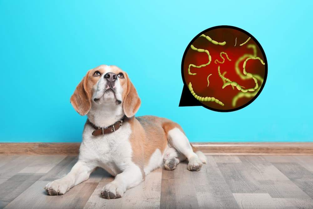 Tapeworm infection in Dogs Signs, Symptoms, Treatment urgentvet.com (1) Tapeworm infection in Dogs Signs, Symptoms, Treatment urgentvet.com (1)