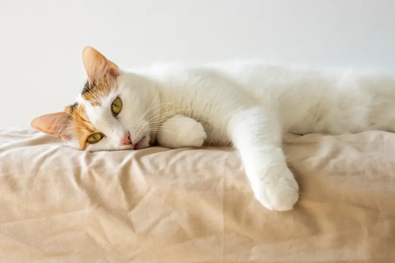 Tapeworms in Cats Signs Symptoms Treatment prevention urgentvet