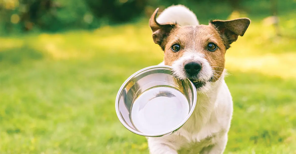pet dehydration in dogs and cats signs symptoms causes treatment prevention urgentvet pet dehydration in dogs and cats signs symptoms causes treatment prevention urgentvet