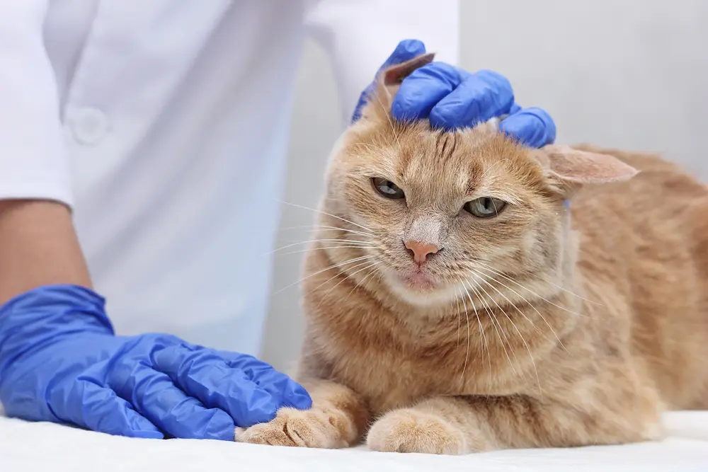 Ear Mites in Cats Symptoms Causes Treatment urgent vet Ear Mites in Cats Symptoms Causes Treatment urgent vet