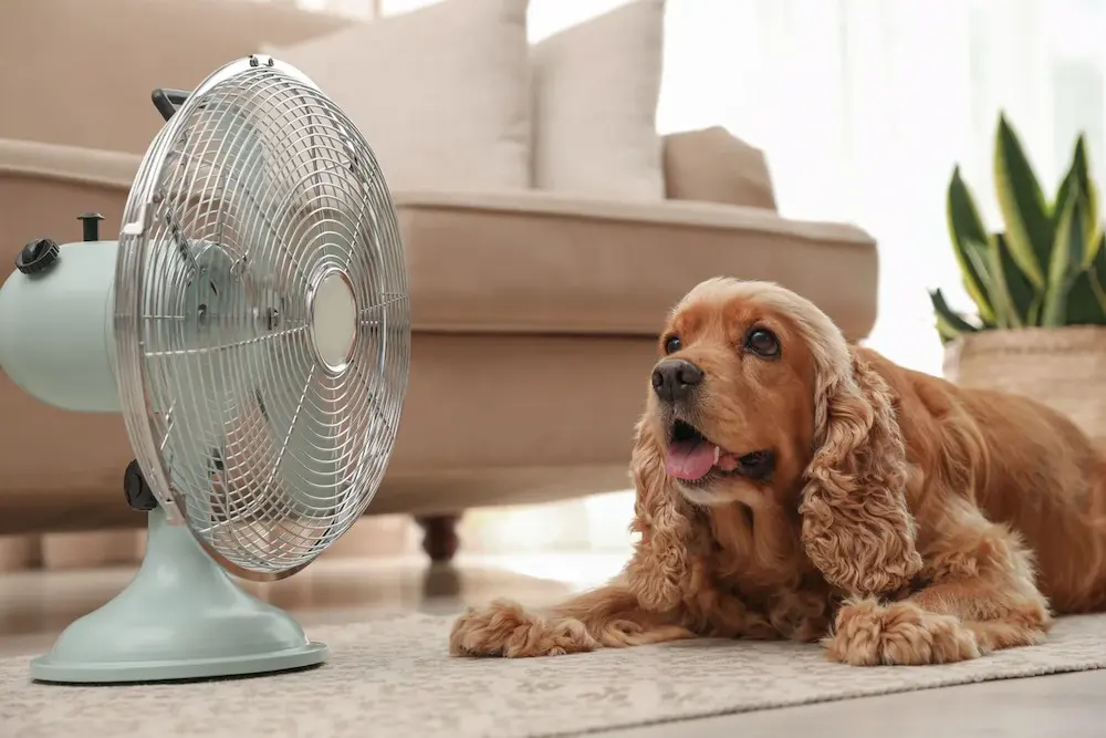 Featured image for post: 8 Common Breed-Specific Health Problems in Dogs and Cats
