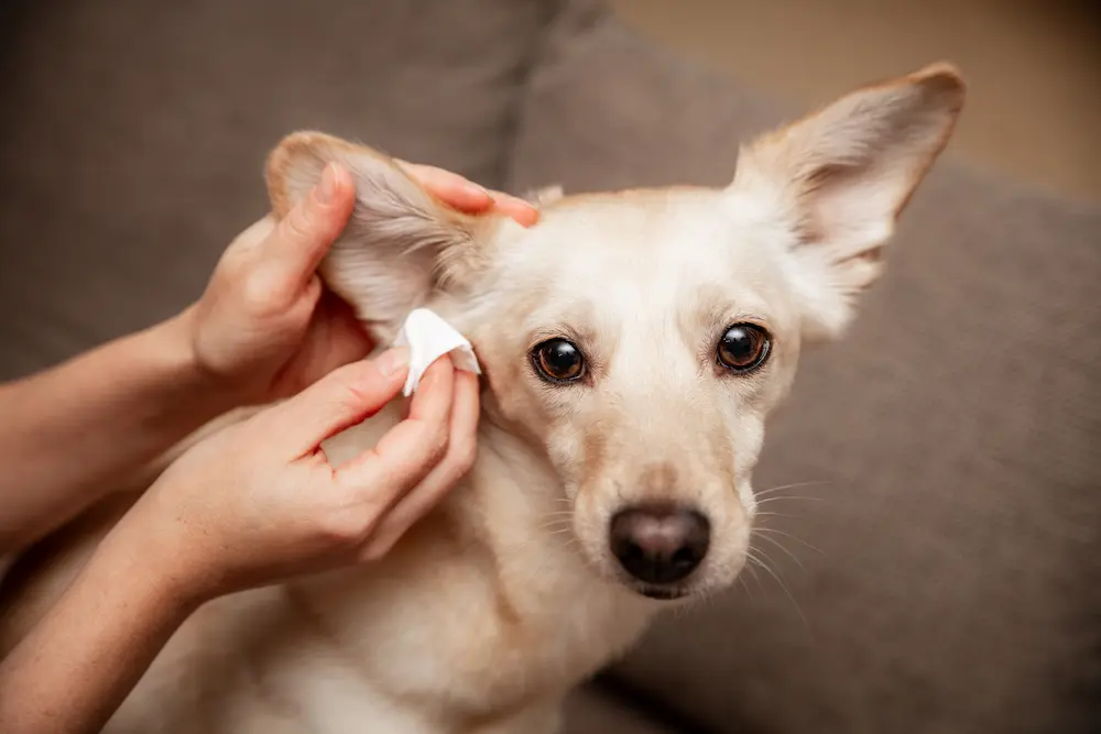 Featured image for post: Ear Mites in Dogs: What Are They and How Do You Treat Them?