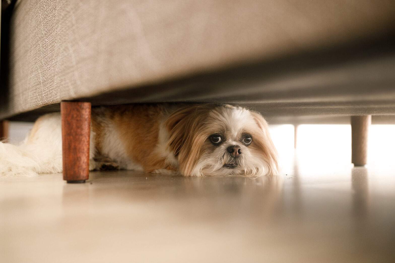 Featured image for post: 4th of July Pet Safety: Prevent Pets from Going Missing