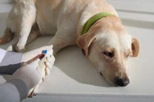 Importance of Pet Blood Work For Dogs and Cats Pet Veterinary Blood Test Importance of Pet Blood Work For Dogs and Cats Pet Veterinary Blood Test