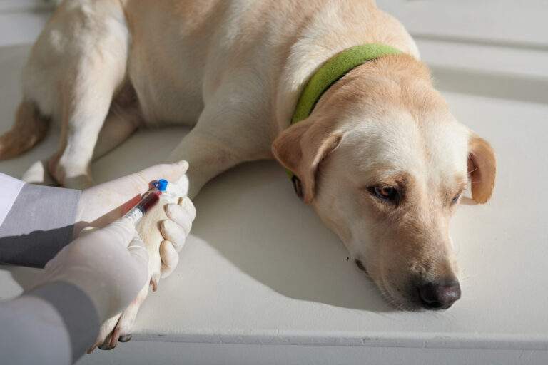 Importance of Pet Blood Work For Dogs and Cats Pet Veterinary Blood Test