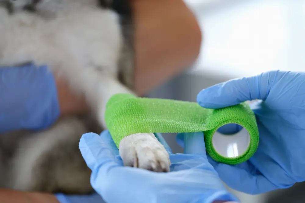 Dog Wound Care How to Care For Open Wounds on Dogs Dog Wound Care How to Care For Open Wounds on Dogs