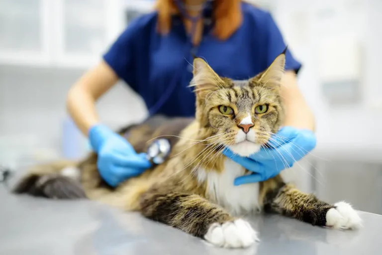 IBD Inflammatory Bowel Disease in Cats urgentvet.com