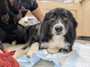 wounded dog at urgent vet for treatment and care wounded dog at urgent vet for treatment and care