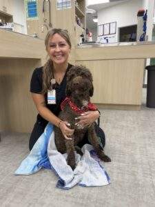 urgentvet veterinary expert caring for dog with diagnostic testing and treatment urgentvet veterinary expert caring for dog with diagnostic testing and treatment