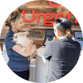 Step 1 schedule same day vet appointment or walk in to UrgentVet clinic Dog Checking to Vet - Step