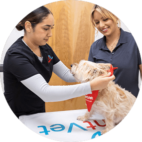 Step 3 urgent vet care team treating dog at urgentvet pet clinic Dog Checkup Step