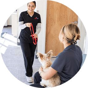 Step 4 urgent vet pet clinic treats dog with emergency issue and updates regular veterinary provider Dog in Waiting Room Step
