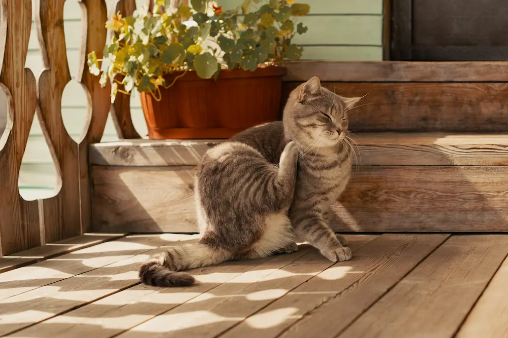 How To Get Rid of Fleas on Cats urgentvet How To Get Rid of Fleas on Cats urgentvet