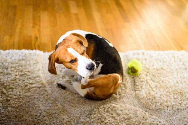 How To Get Rid of Fleas on Dogs urgentvet ()