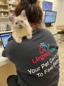 Kitten getting diagnostic testing for care at UrgentVet in Spartanburg Kitten getting diagnostic testing for care at UrgentVet in Spartanburg