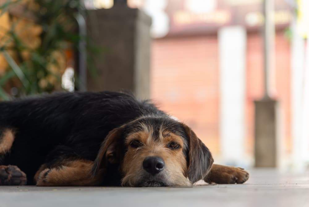 Featured image for post: Why Is My Dog Throwing Up Yellow? Is It an Emergency?