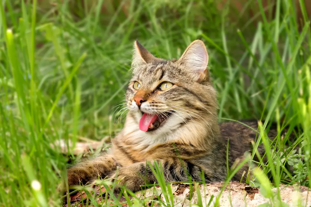 heatstroke in cats signs treatment prevention urgentvet heatstroke in cats signs treatment prevention urgentvet
