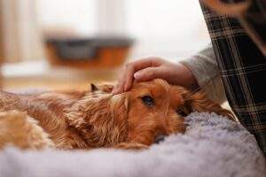 pain meds for dogs what can you give dogs for pain urgentvet 