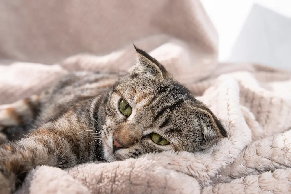 Featured image for post: Why Is My Cat Throwing Up Yellow Liquid?