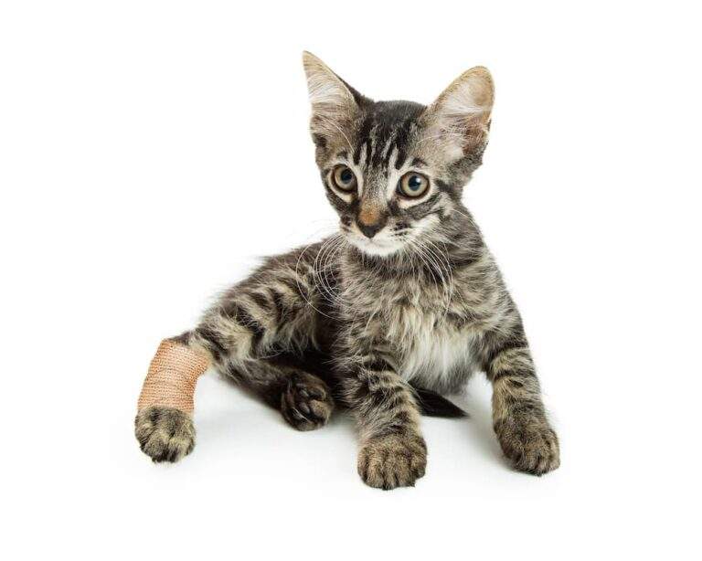 Pain Meds for Cats What Can You Give a Cat for Pain urgentvet ()