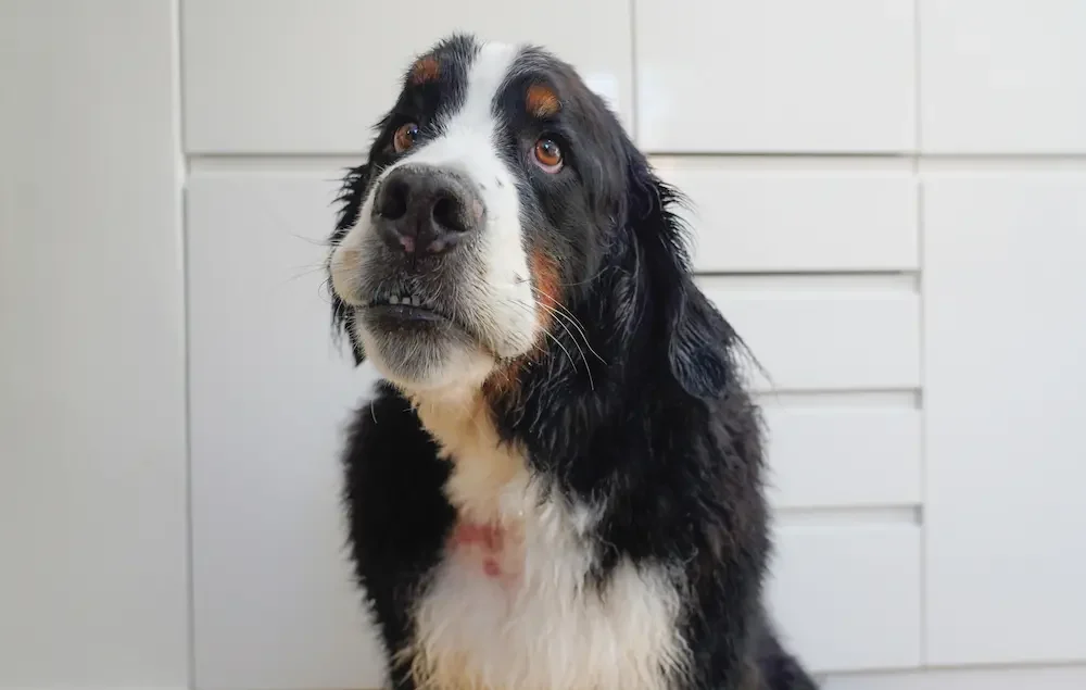 common dog skin issues how to spot diagnose treat urgentvet common dog skin issues how to spot diagnose treat urgentvet