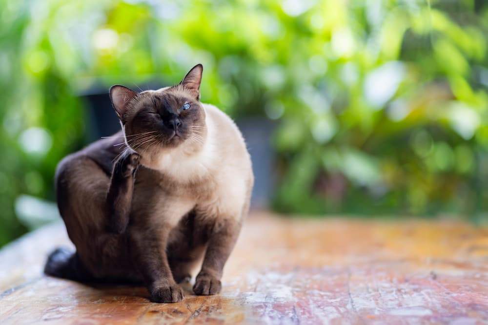 Featured image for post: Skin Conditions in Cats: Types, Symptoms & Treatment