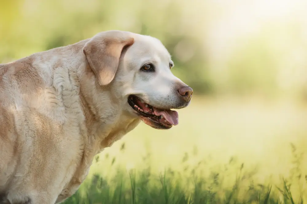 dog arthritis treatment how to help a dog with arthritis urgentvet dog arthritis treatment how to help a dog with arthritis urgentvet
