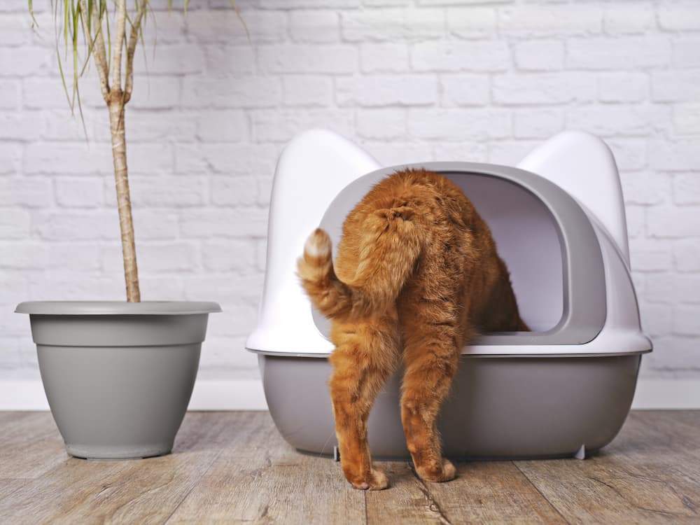 Featured image for post: Cat Diarrhea Treatment: What to Give Cats With Diarrhea