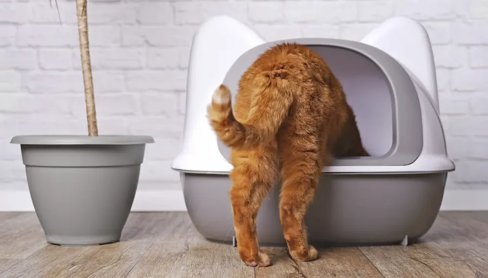 cat diarrhea treatment options causes what to give urgentvet cat diarrhea treatment options causes what to give urgentvet