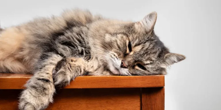 cat euthanasia when to put a cat down urgentvet ()