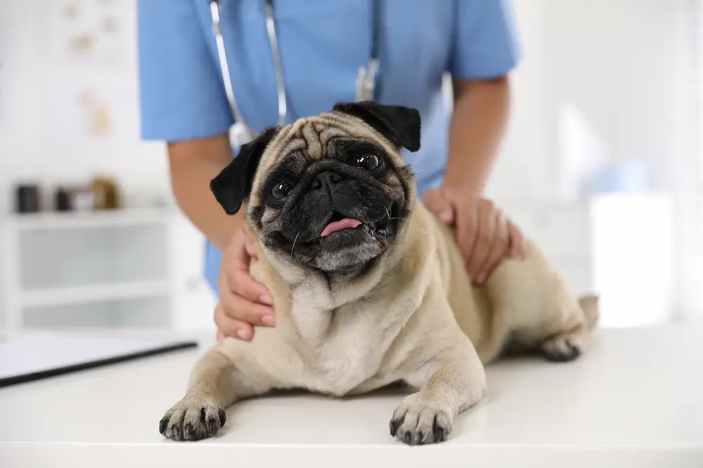 collapsing trachea in dogs signs causes treatment urgentvet collapsing trachea in dogs signs causes treatment urgentvet