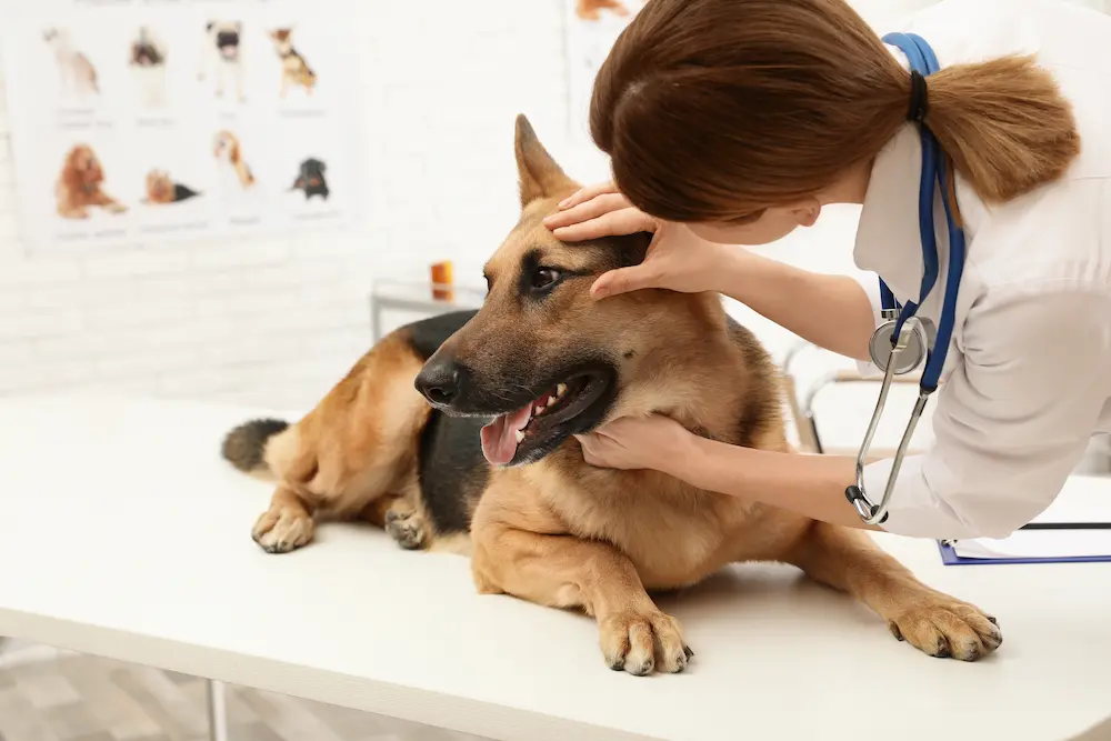 common types dog eye injuries spot diagnose treatment urgentvet common types dog eye injuries spot diagnose treatment urgentvet