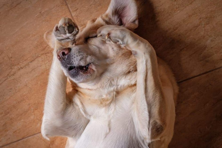 Featured image for post: Fungal Infections in Dogs: Types, Signs & Treatment