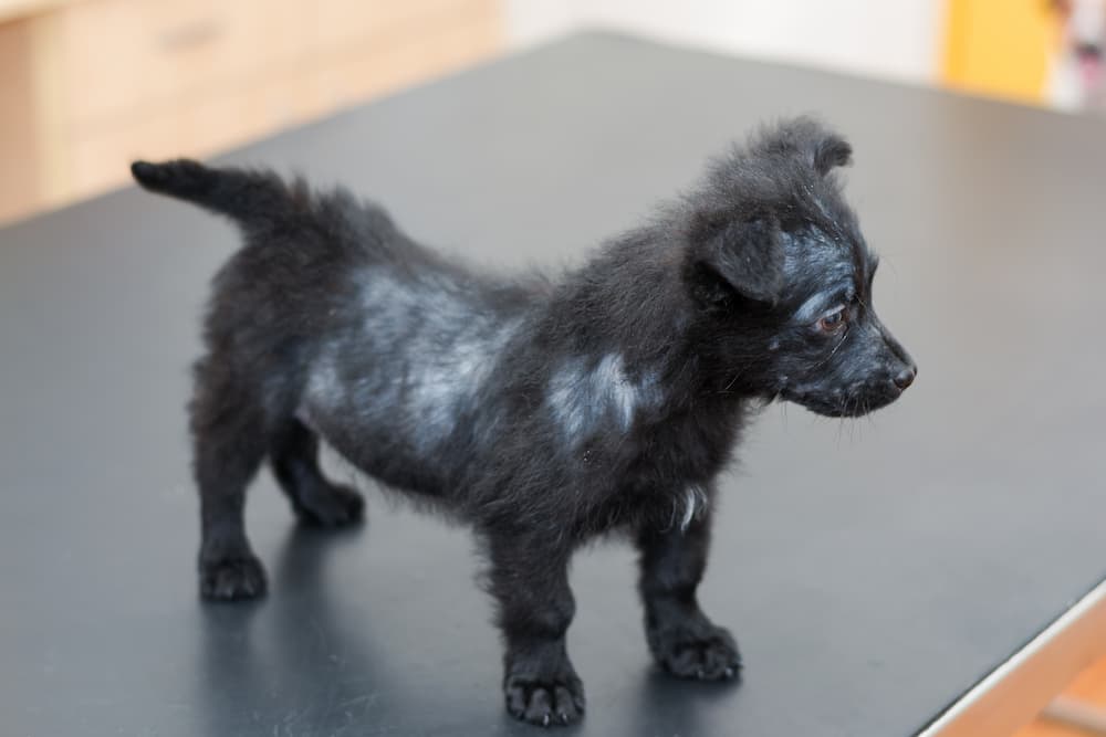 Featured image for post: Mange in Dogs: Symptoms, Causes and Treatment