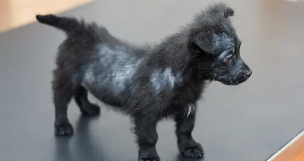 mange in dogs types symptoms causes treatment urgentvet mange in dogs types symptoms causes treatment urgentvet