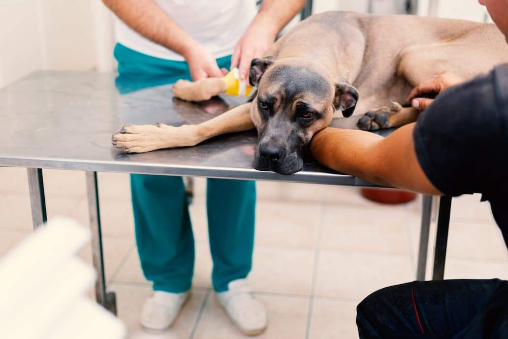 Featured image for post: What is Giardia in Dogs? Symptoms, Causes & Treatment