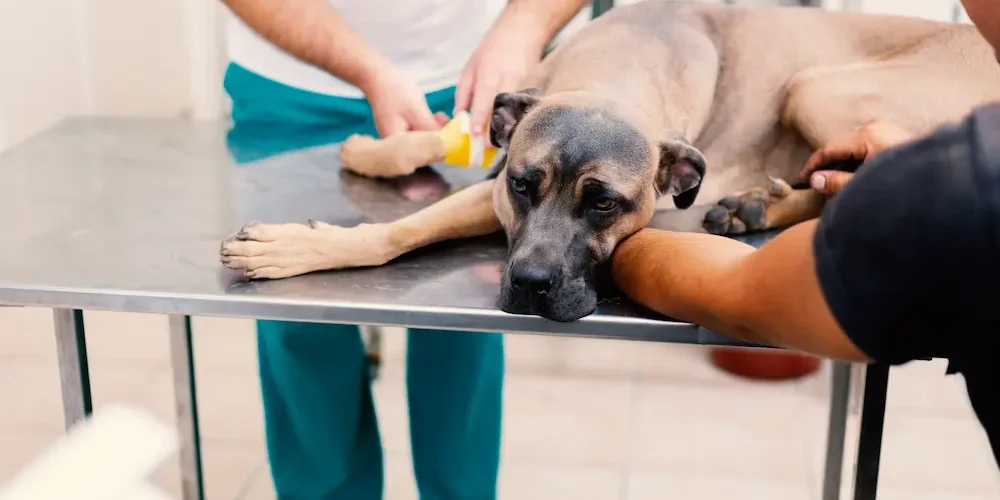 what is giardia in dogs symptoms causes treatment urgentvet what is giardia in dogs symptoms causes treatment urgentvet